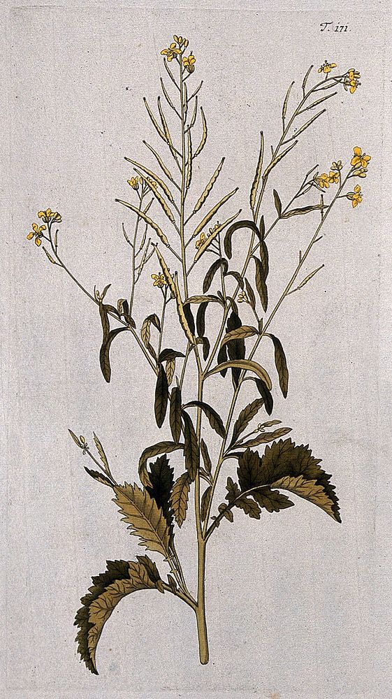 Indian mustard or rai (Brassica juncea (L.) Czerniak.): flowering and fruiting stem. Coloured engraving after F. von…