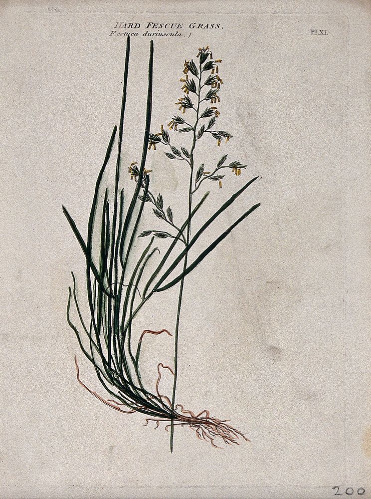 Hard fescue grass (Festuca duriuscula): seedhead and leafy stem. Coloured etching, c. 1805.
