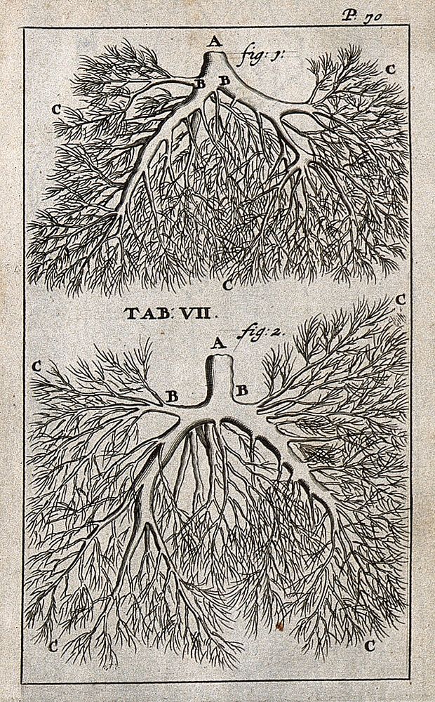 The pulmonary veins and arteries. Engraving, 1686.