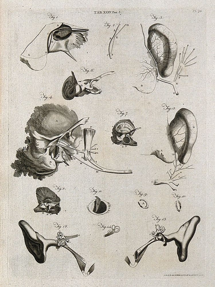 Parts of the ear: fourteen figures. Line engraving by A. Bell after J. G.  Duverney amd A.M. Valsalva, 1798.