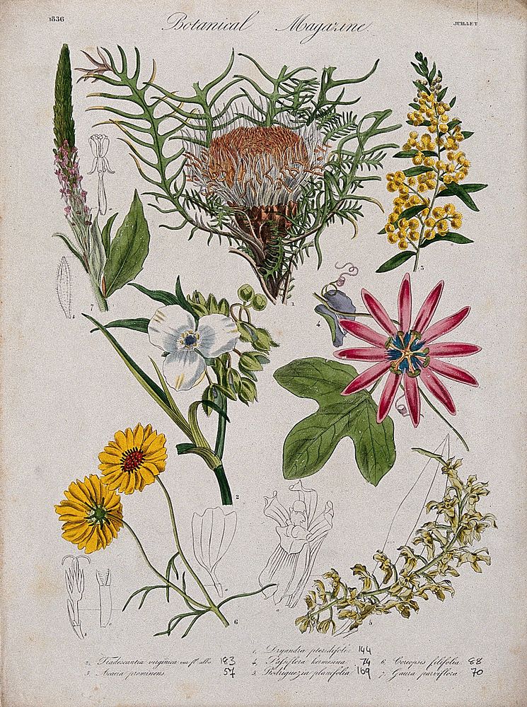 Seven garden plants, including an orchid and a passion flower: flowering stems and floral segments. Coloured etching, c.…