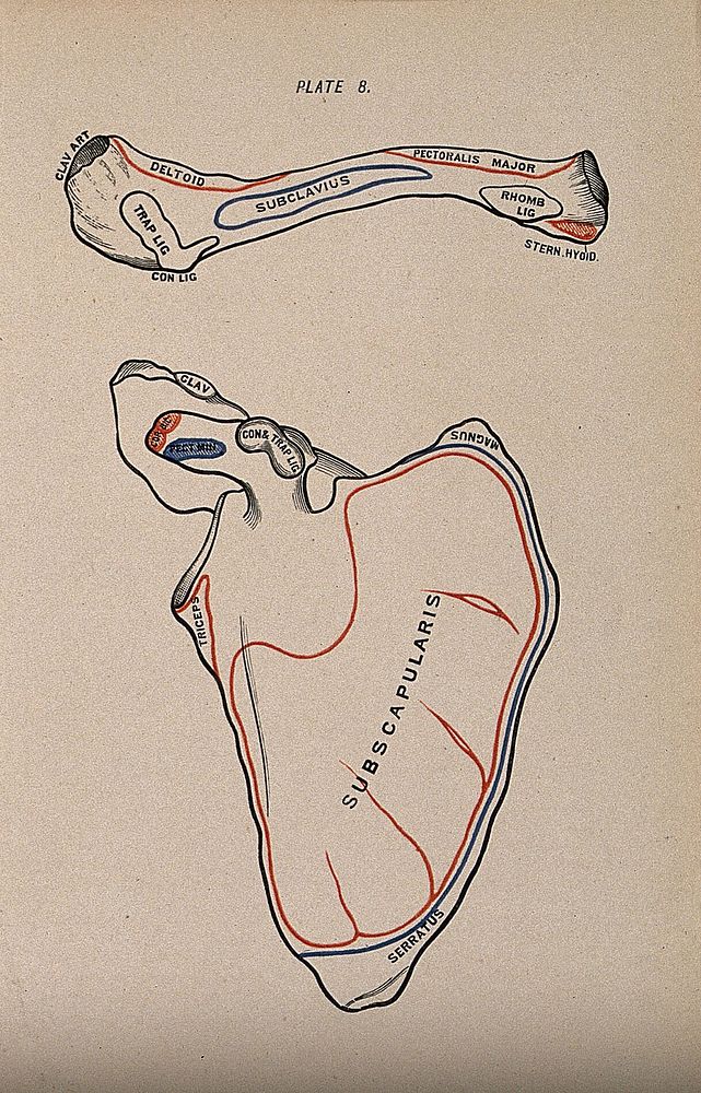 Scapula and clavicle bones: two figures, anterior view. Colour wood engraving with letterpress, 1860/1900.