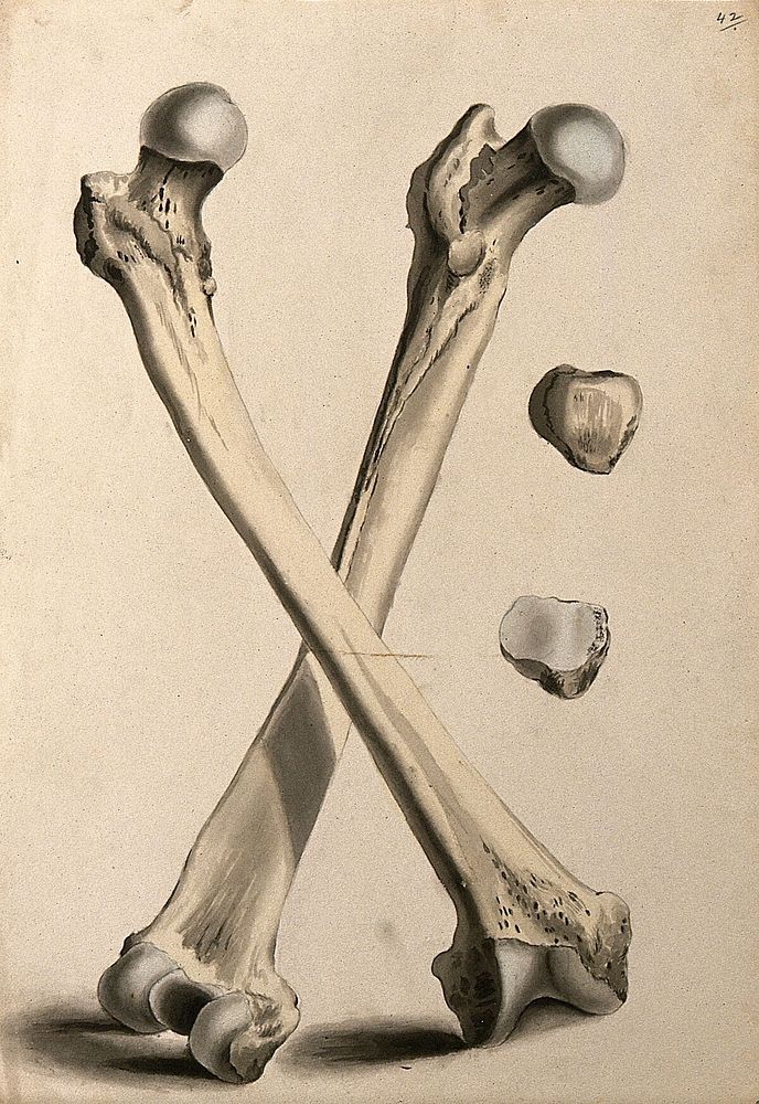 Crossed femurs (thigh-bones). Ink and watercolour, 1830/1835, after W. Cheselden, ca. 1733.