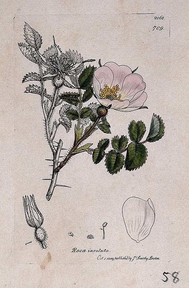 A wild rose (Rosa involuta): flowering stem and floral segments. Coloured engraving after J. Sowerby, 1809.