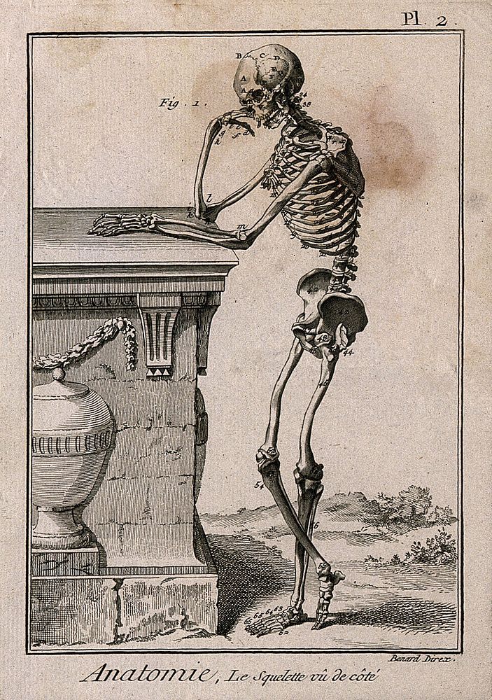 A human skeleton, leaning against a tomb, after Vesalius: lateral view. Engraving by Benard, 1779, after a woodcut, 1543.