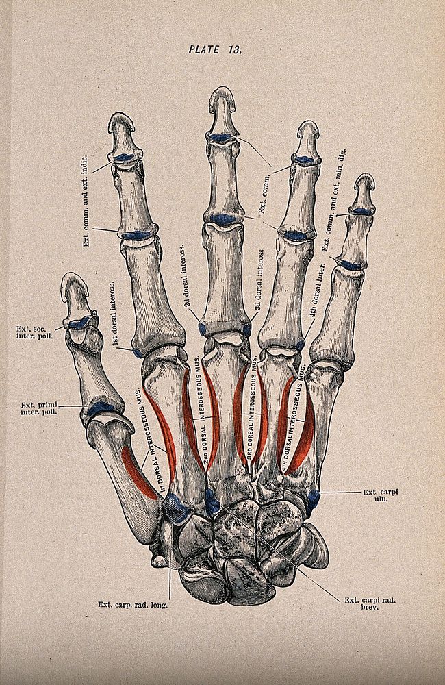 Bones of the hand and fingers. Colour wood engraving with letterpress, 1860/1900.