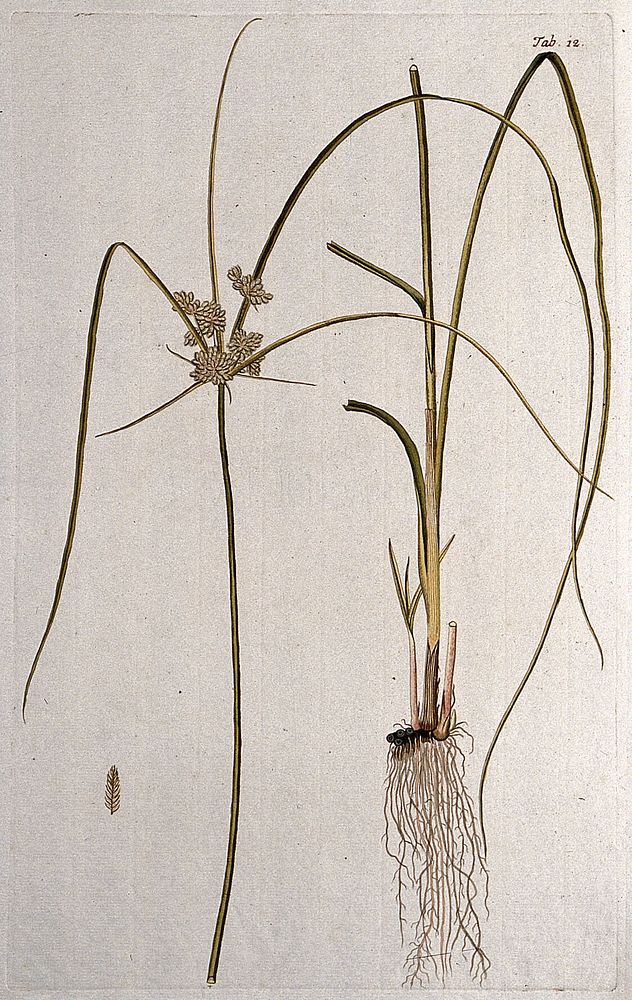 Cyperus compressus L.: two sections of the flowering plant with separate fruit. Coloured engraving after F. von Scheidl…