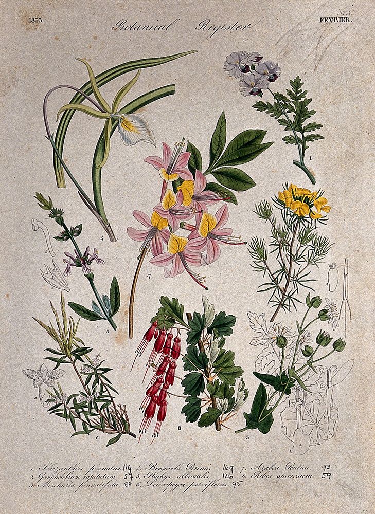 Seven plants, including an azalea and an orchid: flowering stems. Coloured etching, c. 1833.