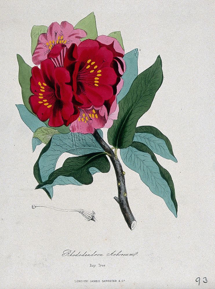 A rhododendron (Rhododendron species): flowering branch and gynoecium. Coloured zincograph, c. 1853, after M. Burnett.