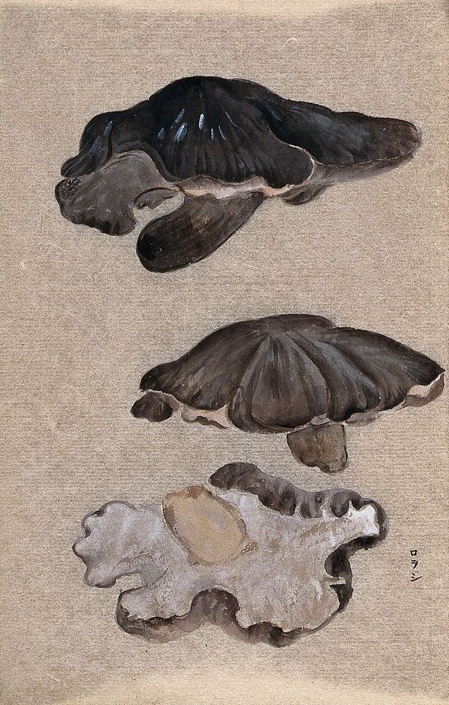 Three shelf fungi: fruiting bodies, one showing underside of cap. Watercolour.
