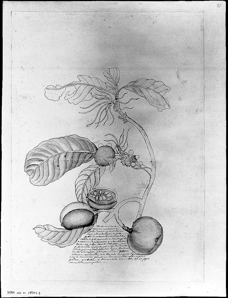 Fruit of a tree called "Marmalade dooses boom". Drawing by Thomas Malie, 17--.
