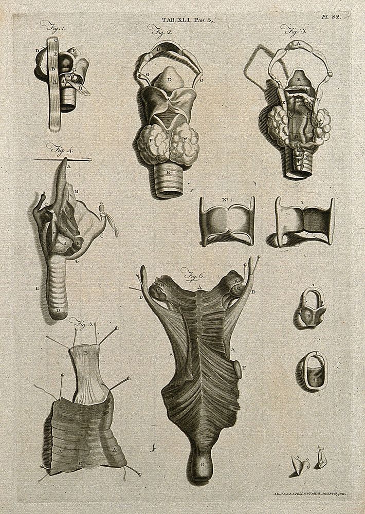 The larynx, trachea, thyroid gland and related parts of the throat: six figures and six lesser figures. Line engraving by A.…