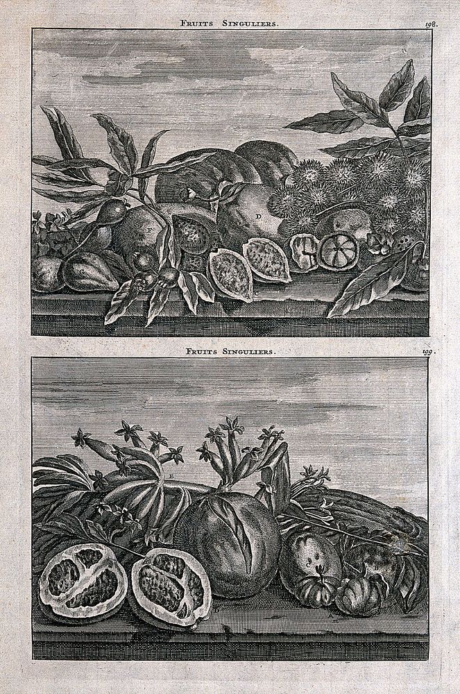 Tropical fruits, including guava, custard apple, lemon, pompelmous and plantain bananas. Line engraving after C. de Bruin…