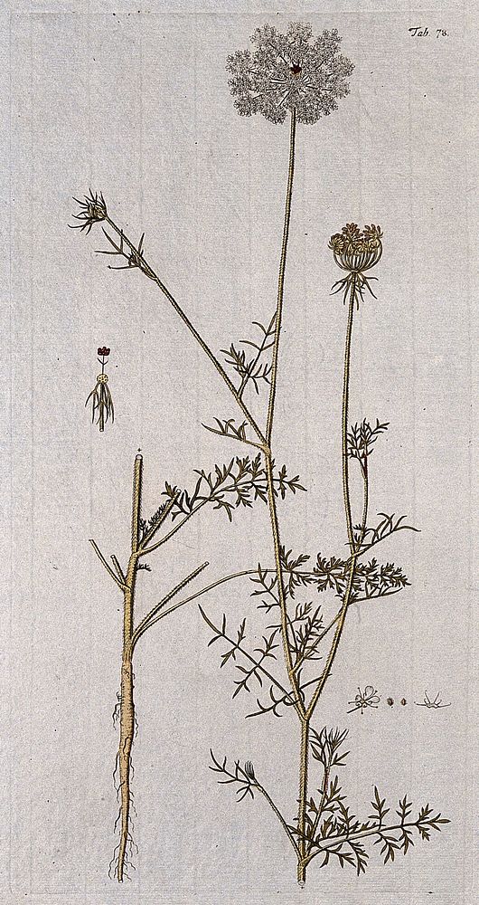 Wild carrot (Daucus carota L.): flowering stem with separate root and floral segments. Coloured engraving after F. von…
