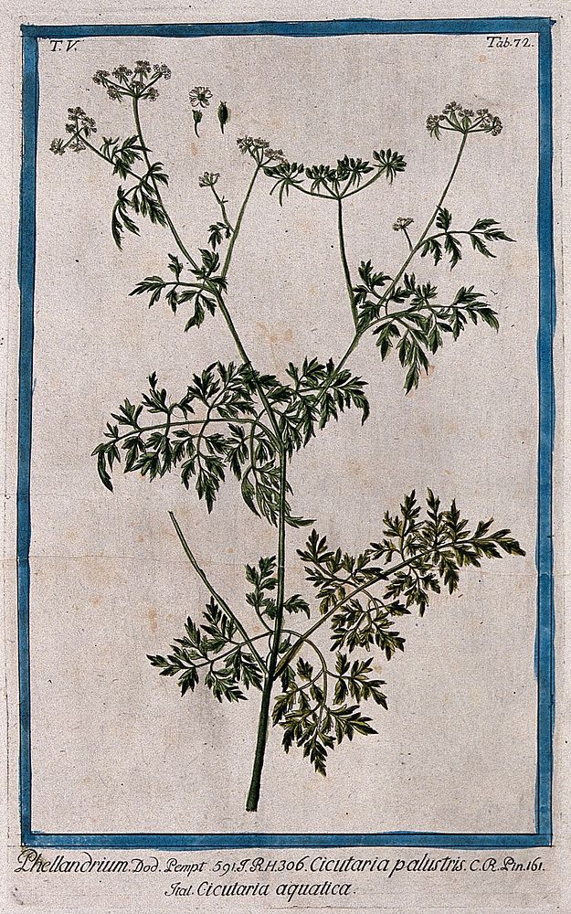 Water fennel (Oenanthe aquatica (L.) Poiret): flowering and fruiting stem with separate flower and fruit. Coloured etching…