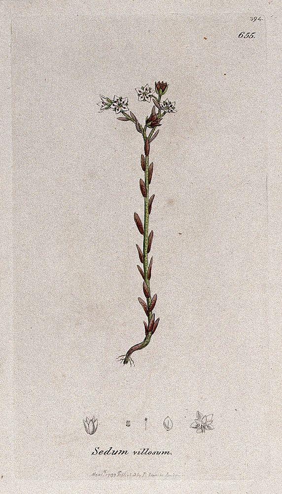 Stonecrop (Sedum villosum): flowering plant and floral segments. Coloured engraving after J. Sowerby, 1797.
