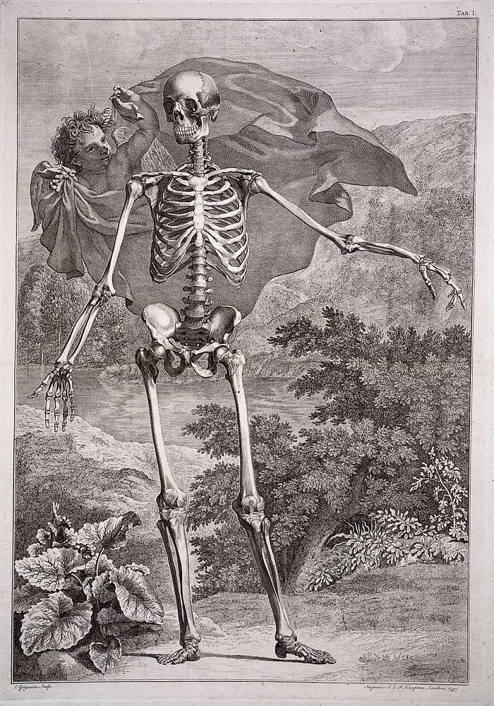 A skeleton, front view, standing with left arm extended, in a pastoral setting. Engraving by C. Grignion after B.S. Albinus…