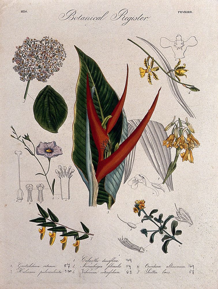 Seven plants, including a lobster-claw flower and two orchids: flowering stems. Coloured etching, c. 1834.