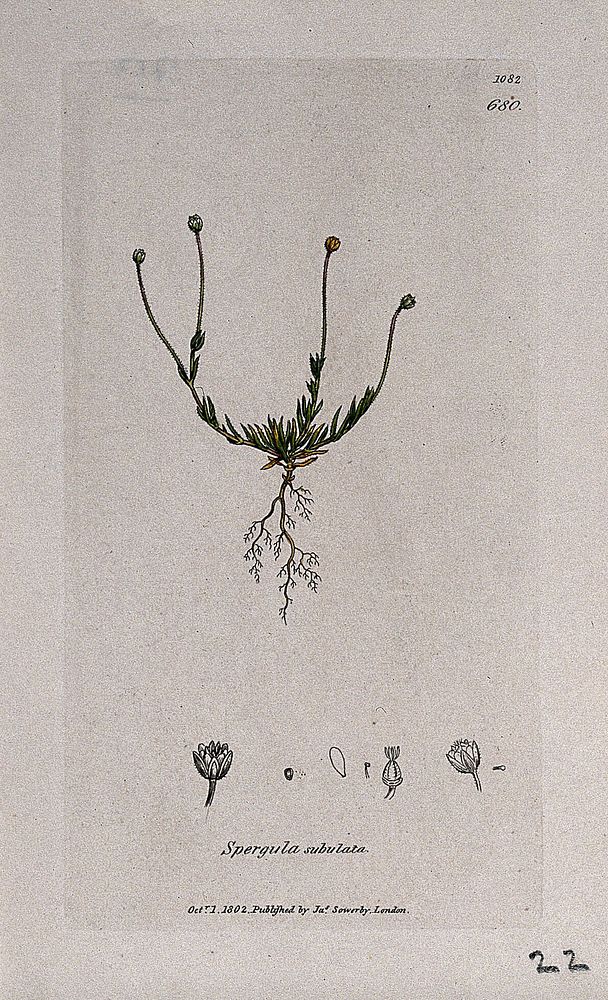 Pearlwort (Sagina species): flowering plant and floral segments. Coloured engraving after J. Sowerby, 1802.