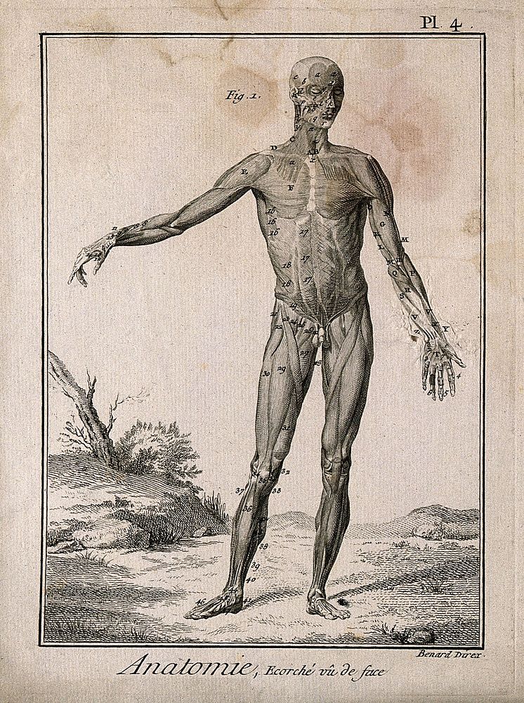 The muscles of the human body, first layer, seen from the front, after Albinus. Engraving by Benard, 1779, after an…