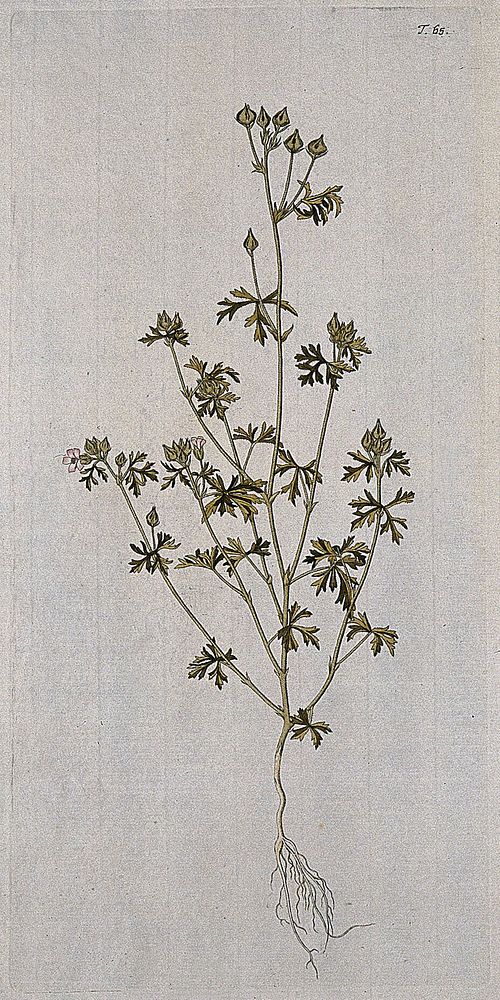 Egyptian mallow (Malva aegyptiaca): entire flowering and fruiting plant. Coloured engraving after F. von Scheidl, 1770.