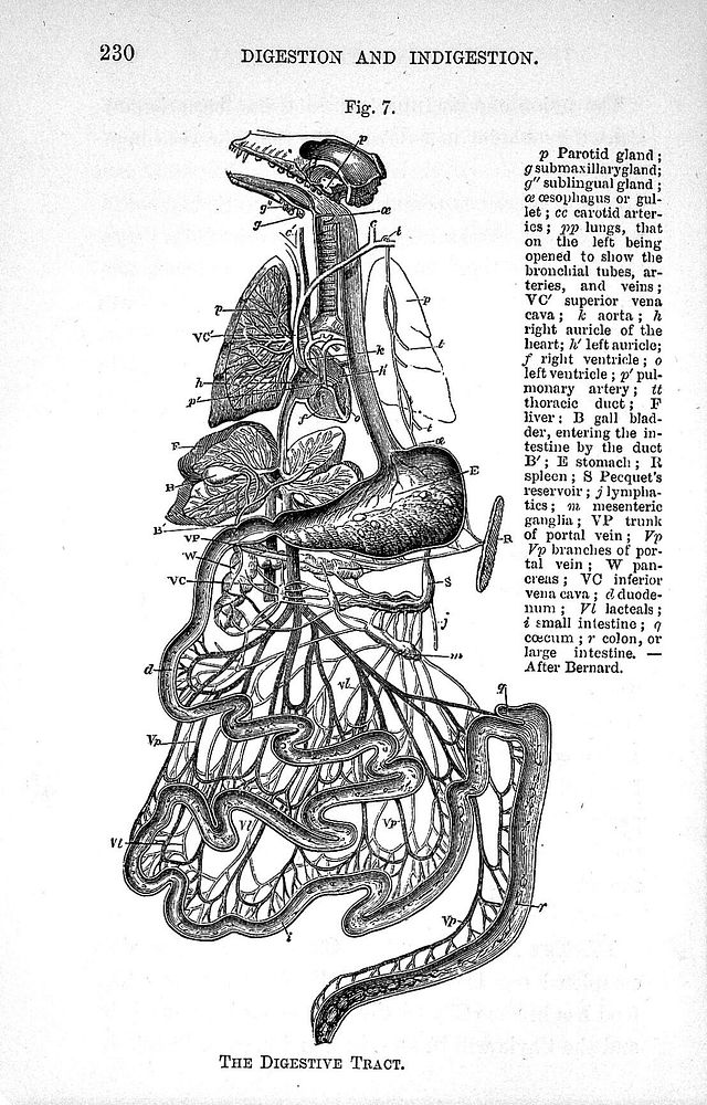 The digestive tract, from Lewes, The physiology of common life, 1859