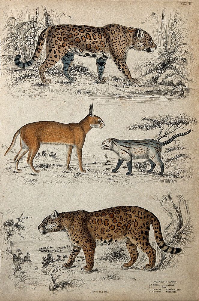 Two jaguars, a persian lynx, and a colocolo shown prowling in their natural habitat. Coloured etching by Turvey.