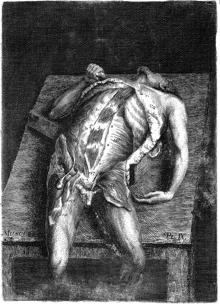 Engravings, explaining the anatomy of the bones, muscles and joints / [John Bell].