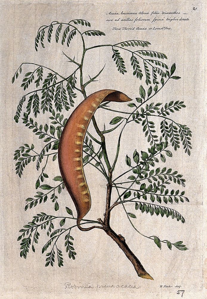 False acacia or black locust (Robinia pseudoacacia L.): branch with large pod. Coloured engraving by H. Fletcher, c. 1730…