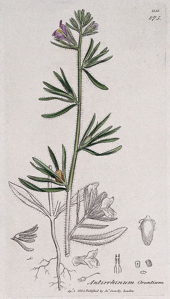 A plant (Antirrhinum orontium) related to snapdragon: flowering stem, roots and floral segments. Coloured engraving after J.…