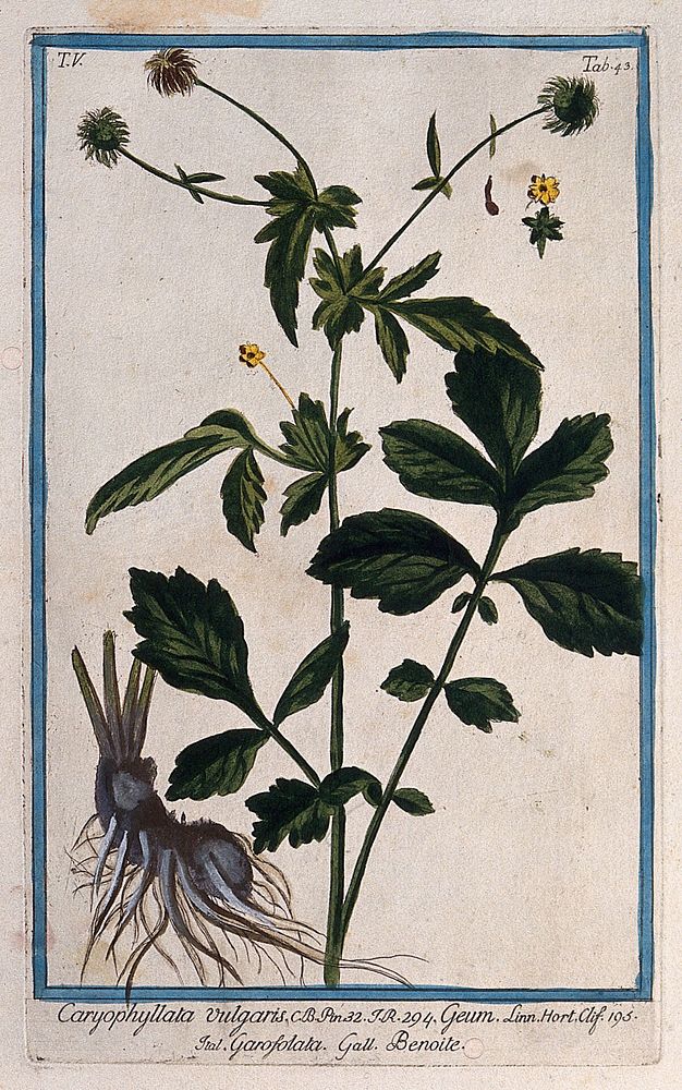 Wood avens (Geum urbanum L.): flowering and fruiting stem with separate root, floral segments and seed. Coloured etching by…