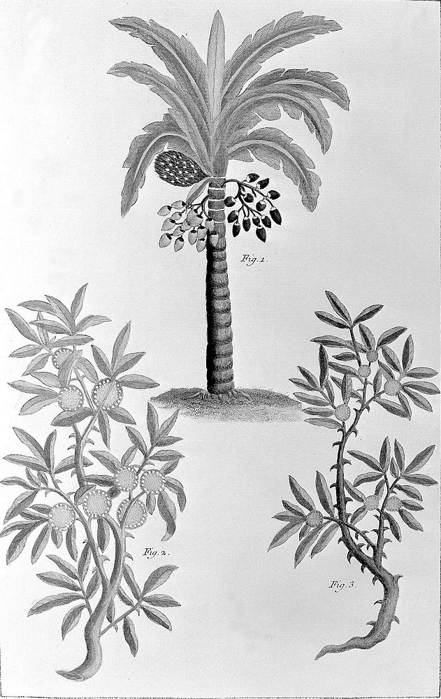 Herbier ou collection des plantes médicinales de la Chine. D'après un manuscrit peint et unique qui se trouve dans la…