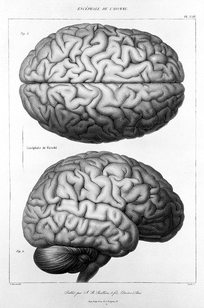 Anatomie comparée du système nerveux considéré dans ses rapports avec l'intelligence / Par Fr. Leuret et P. Gratiolet.…