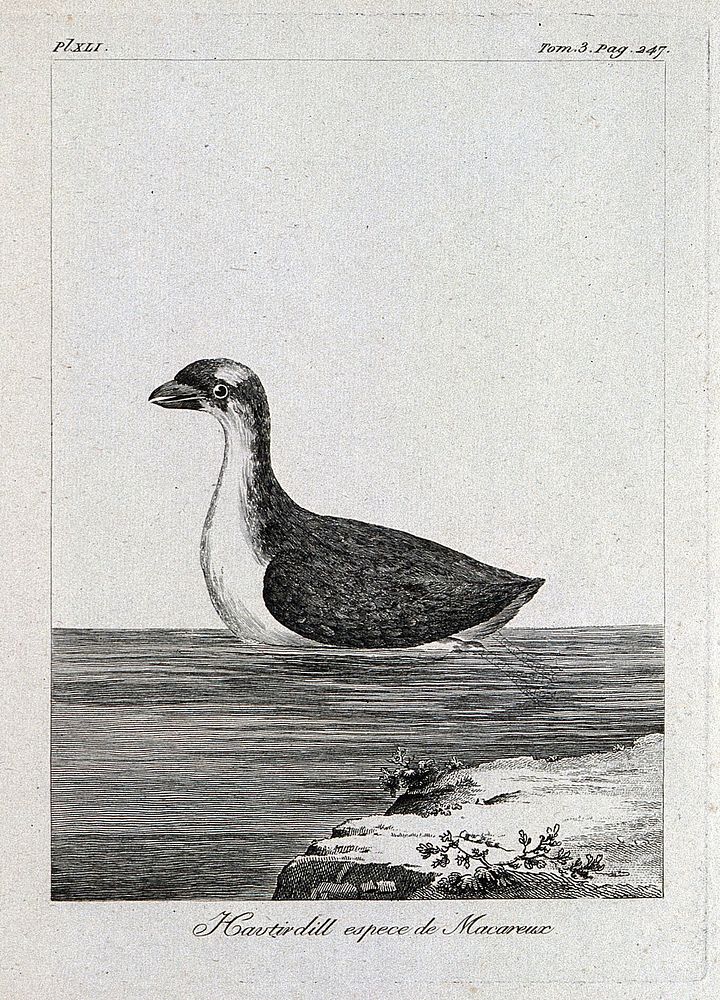 A type of puffin. Etching.