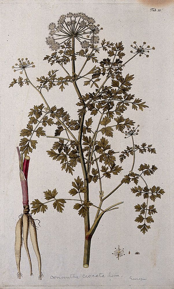 Water dropwort (Oenanthe crocata L.): | Free Photo Illustration - rawpixel