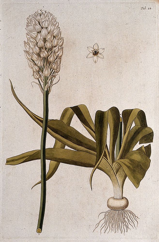 Chincherinchee (Ornithogalum thyrsoides Jacq.): two sections of the flowering plant with separate flower. Coloured engraving…