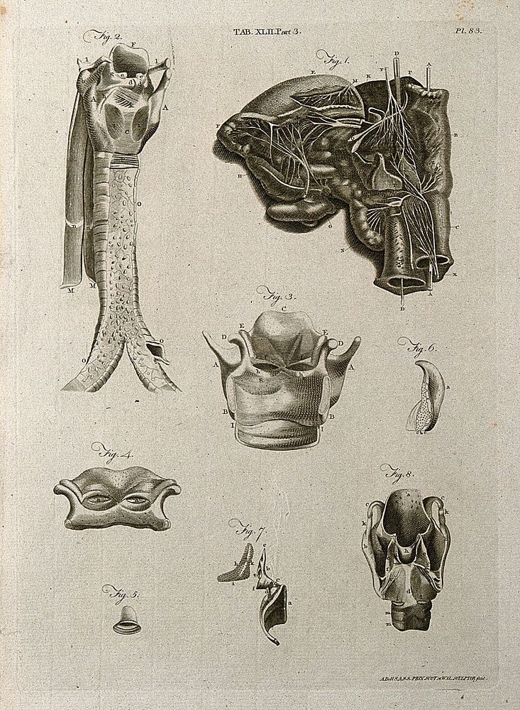 The larynx, its nerves, cartilages and related parts: eight figures. Line engraving by A. Bell after G.B. Morgagni, A.…