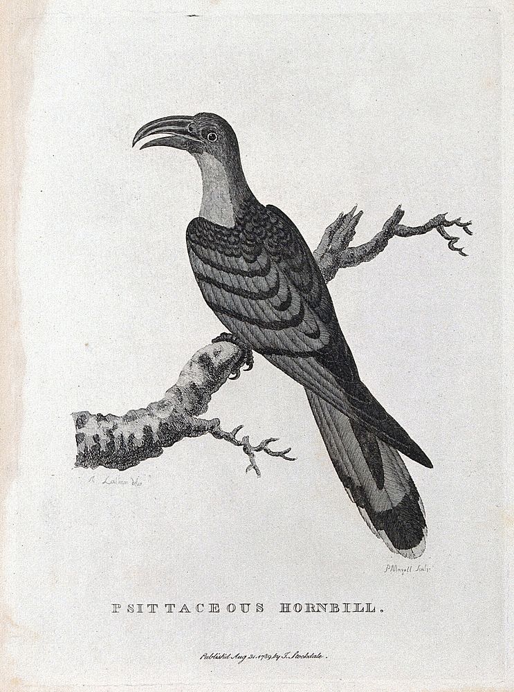 A psittaceous hornbill sitting on a branch of a tree. Etching by P. Mazell after A. Latham.
