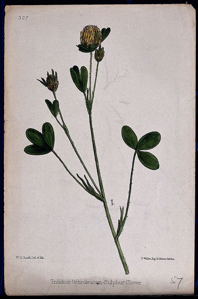 A clover (Trifolium ochroleucum): flowering stem. Coloured lithograph by W. G. Smith, c. 1863, after himself.