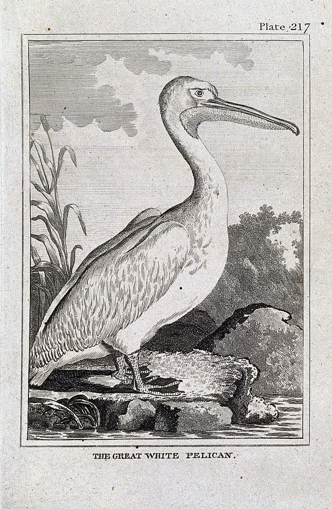 A great white pelican. Etching with engraving.