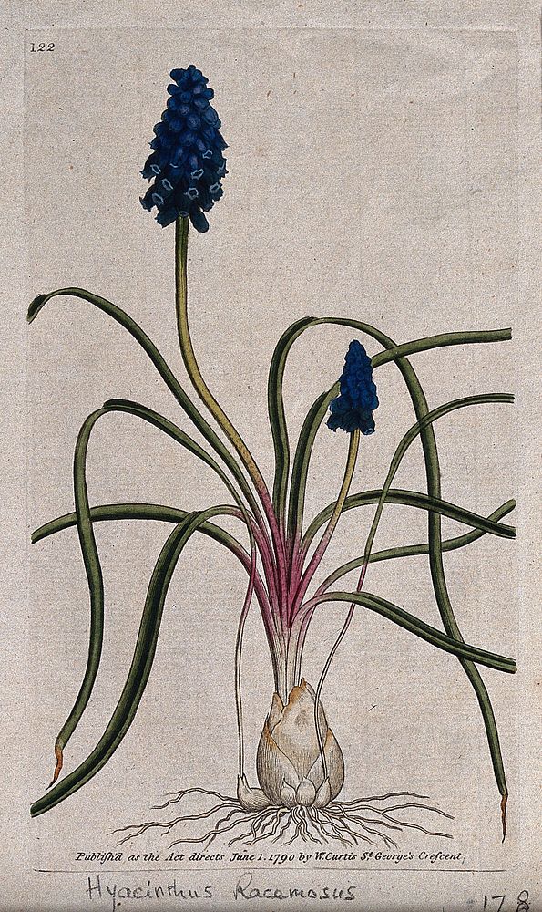 Grape hyacinth (Muscari atlanticum): flowering plant. Coloured engraving, c. 1790.