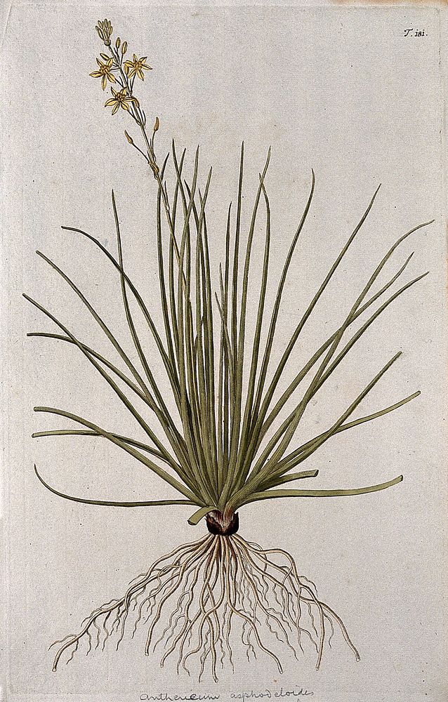 Bulbine asphodeloides: entire flowering plant. Coloured engraving after F. von Scheidl, 1772.