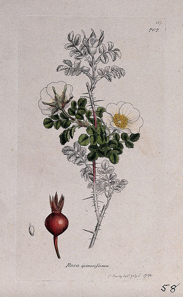Burnet rose (Rosa spinosissima): flowering stem, fruit and seed. Coloured engraving after J. Sowerby, 1794.