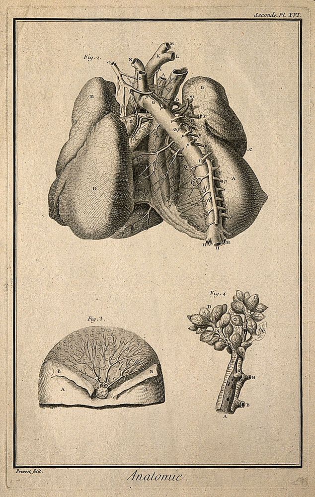The arteries and lungs (fig. 2), after Haller; the breast (fig. 3), after Nuck; branch of the bronchi (fig. 4), after…