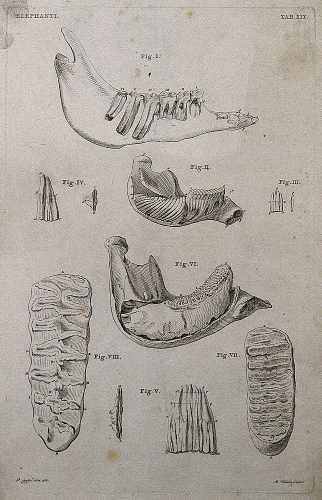 Teeth and jawbones of an elephant: nine figures. Etching by R. Vinkeles 1787/1800 , after P. Camper, 1787.