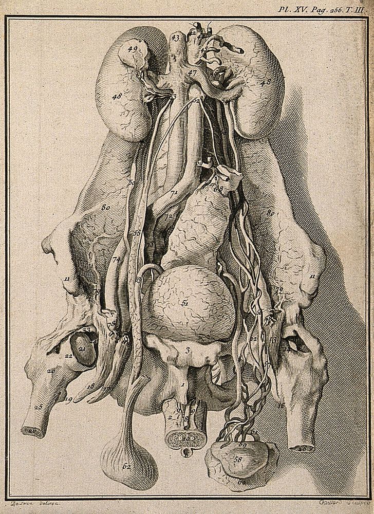 Wax model of the human male generative organs and viscera, made by an anonymous collaborator of La Croix from dissections…