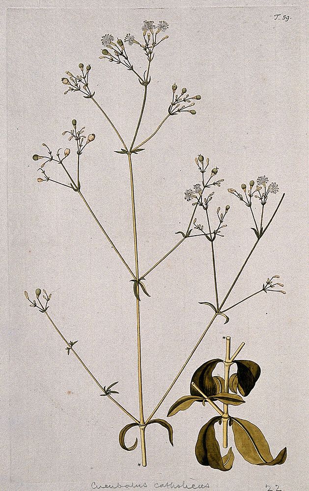 Campion (Silene catholica): two sections of flowering and fruiting stem. Coloured engraving after F. von Scheidl, 1770.