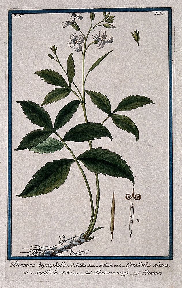 Dentaria bulbifera L.: entire flowering and fruiting plant with separate calyx, fruit and seeds. Coloured etching by M.…