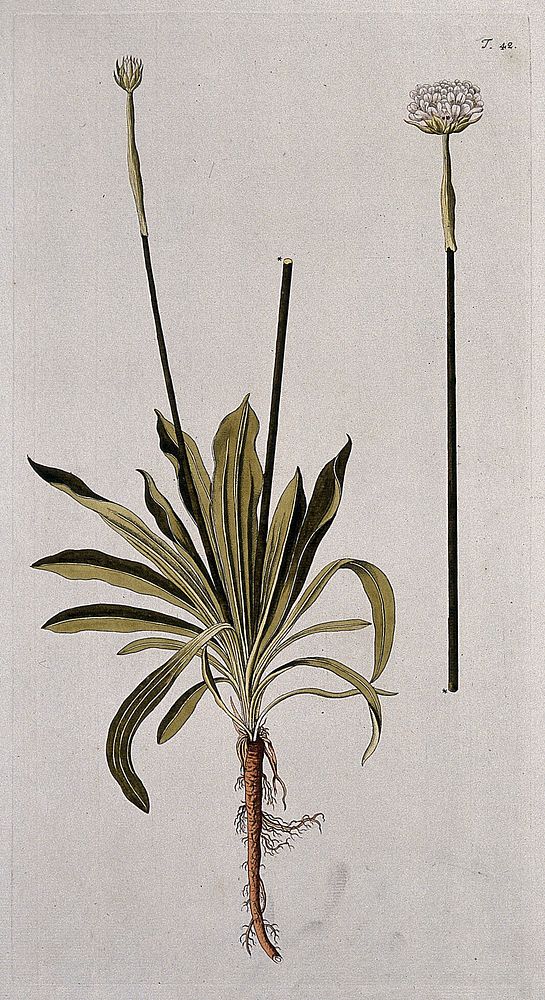 Thrift or sea-pink (Armeria maritima (Miller) Willd.): flowering stem with root. Coloured engraving after F. von Scheidl…