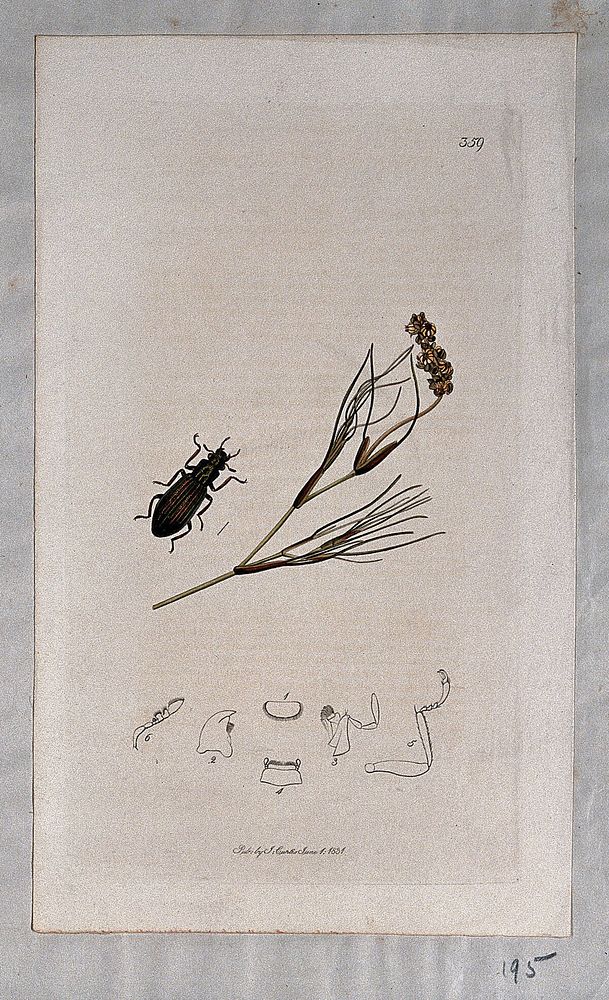 Fennel-leaved pondweed (Potamogeton pectinatus) with an associated beetle and its anatomical segments. Coloured etching, c.…